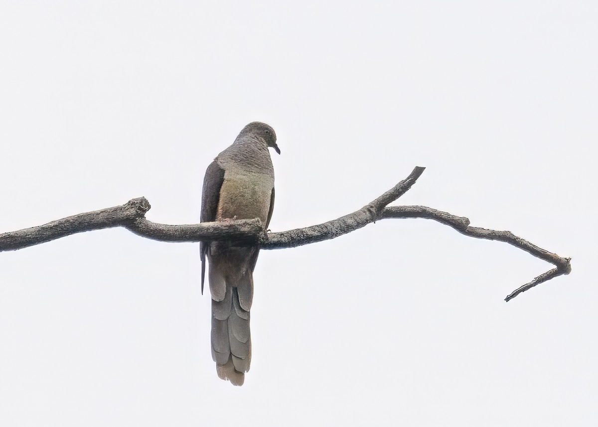 Sultan's Cuckoo-Dove - ML614678101