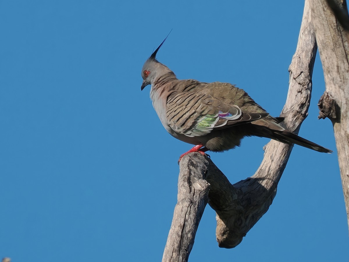 Crested Pigeon - Len and Chris Ezzy