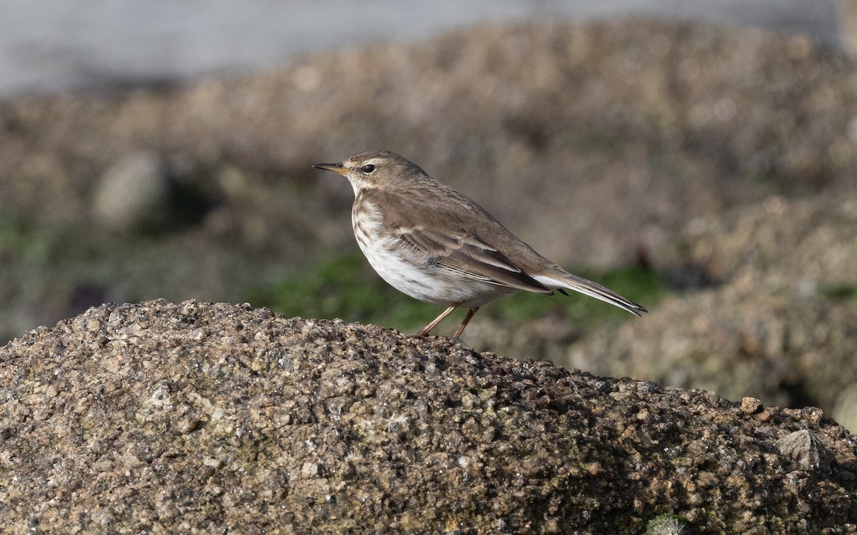 Water Pipit (Western) - ML614678226