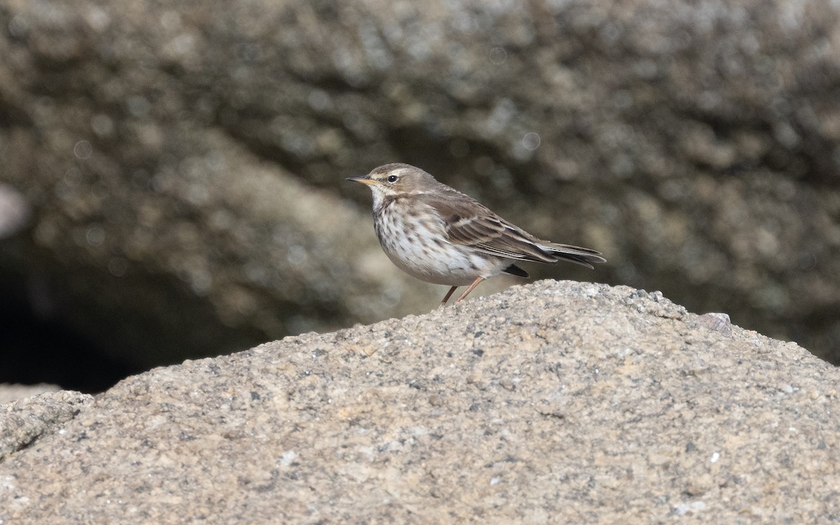 Water Pipit (Western) - ML614678242