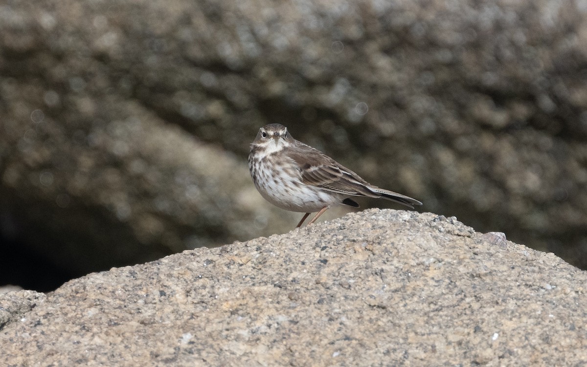 Water Pipit (Western) - ML614678243