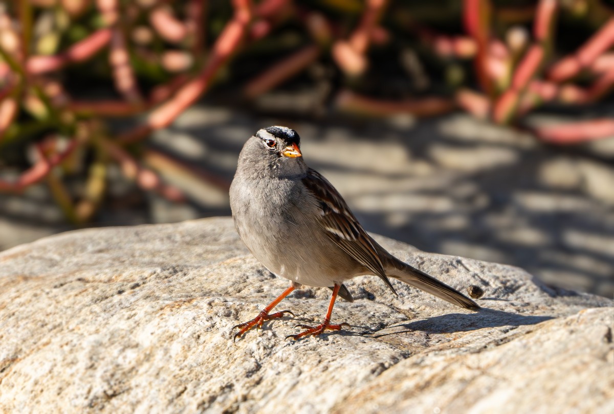 White-crowned Sparrow - ML614678612