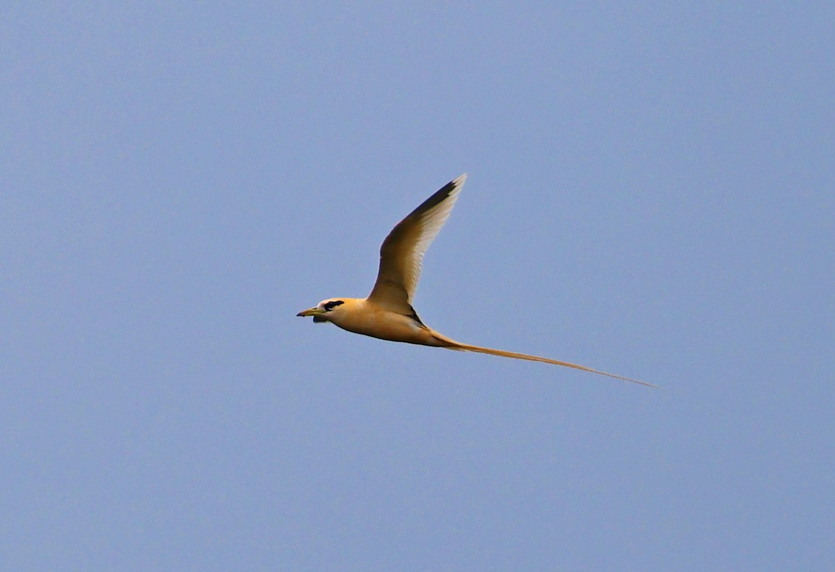 White-tailed Tropicbird (Golden) - ML614678677