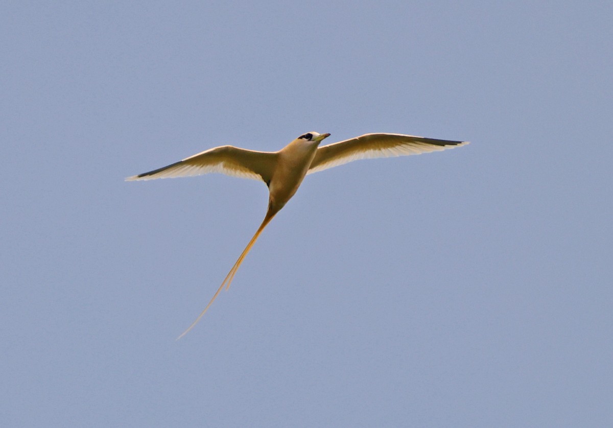 White-tailed Tropicbird (Golden) - ML614678678