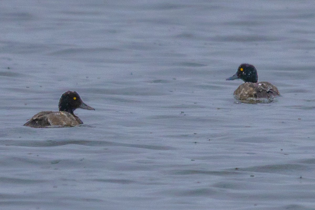 Greater Scaup - ML614678953