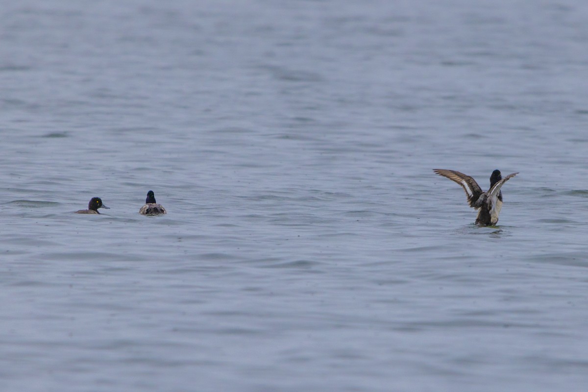 Greater Scaup - D Gamelin