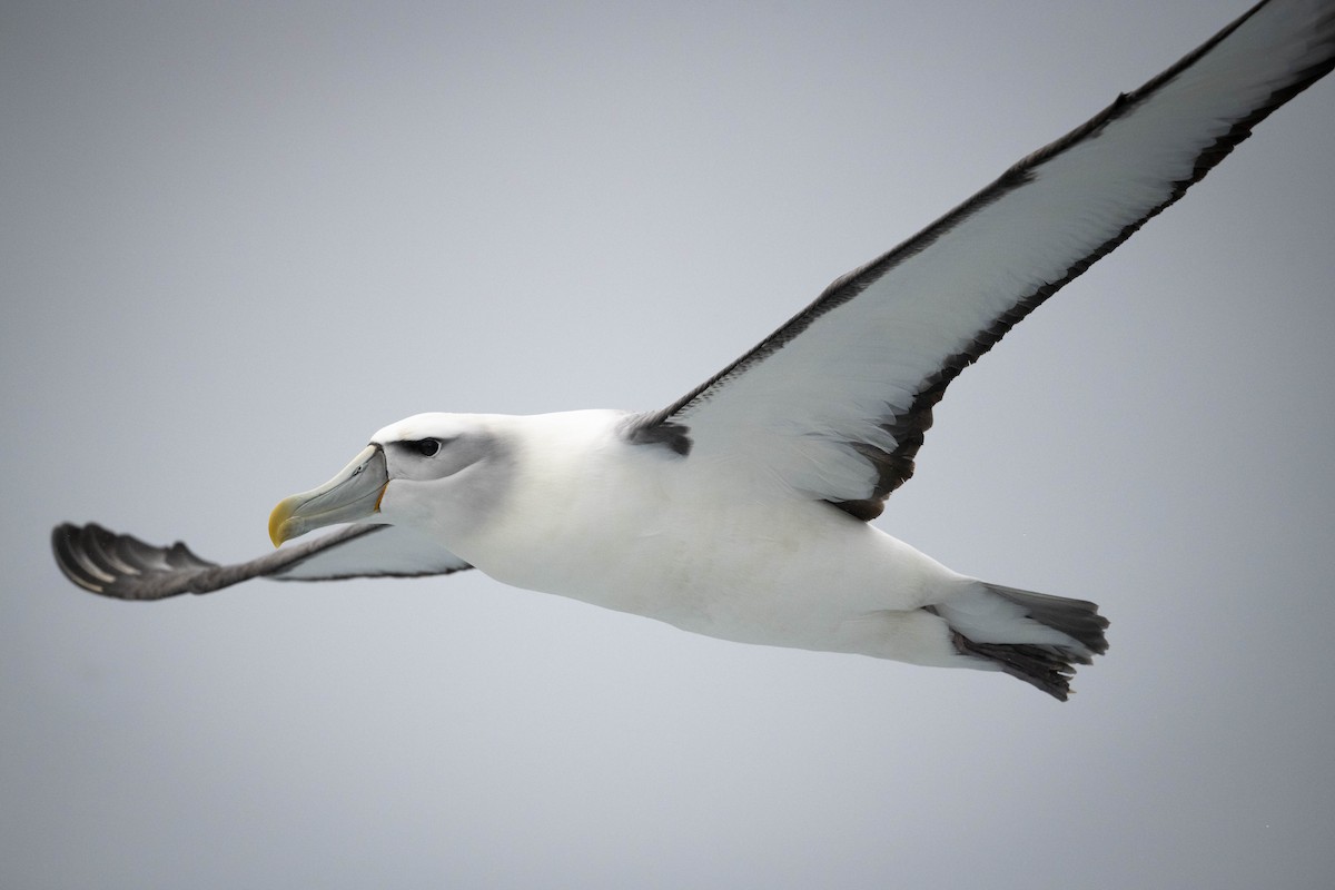 White-capped Albatross - ML614679002