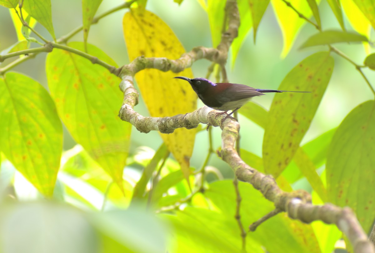 Black-throated Sunbird - Ken Tay