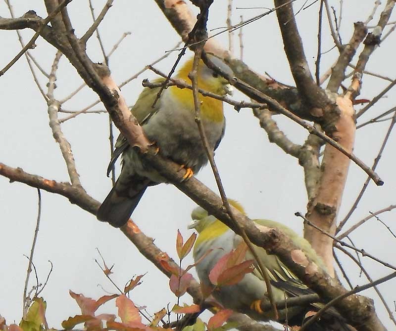 Yellow-footed Green-Pigeon - ML614679234