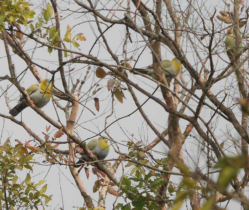 Yellow-footed Green-Pigeon - ML614679235