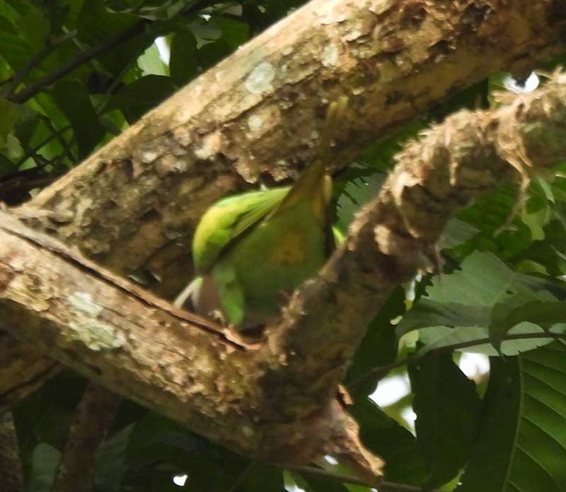 Red-breasted Parakeet - ML614679267