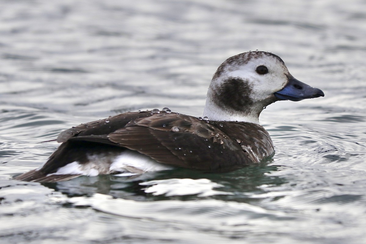 Long-tailed Duck - ML614679325