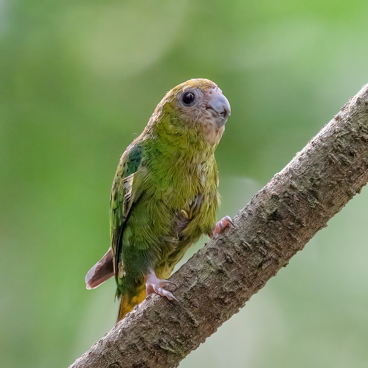 Yellow-capped Pygmy-Parrot - ML614679394