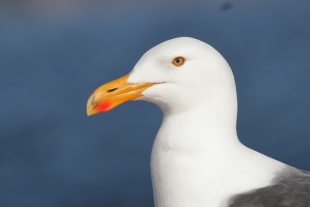 Yellow-footed Gull - ML614679569