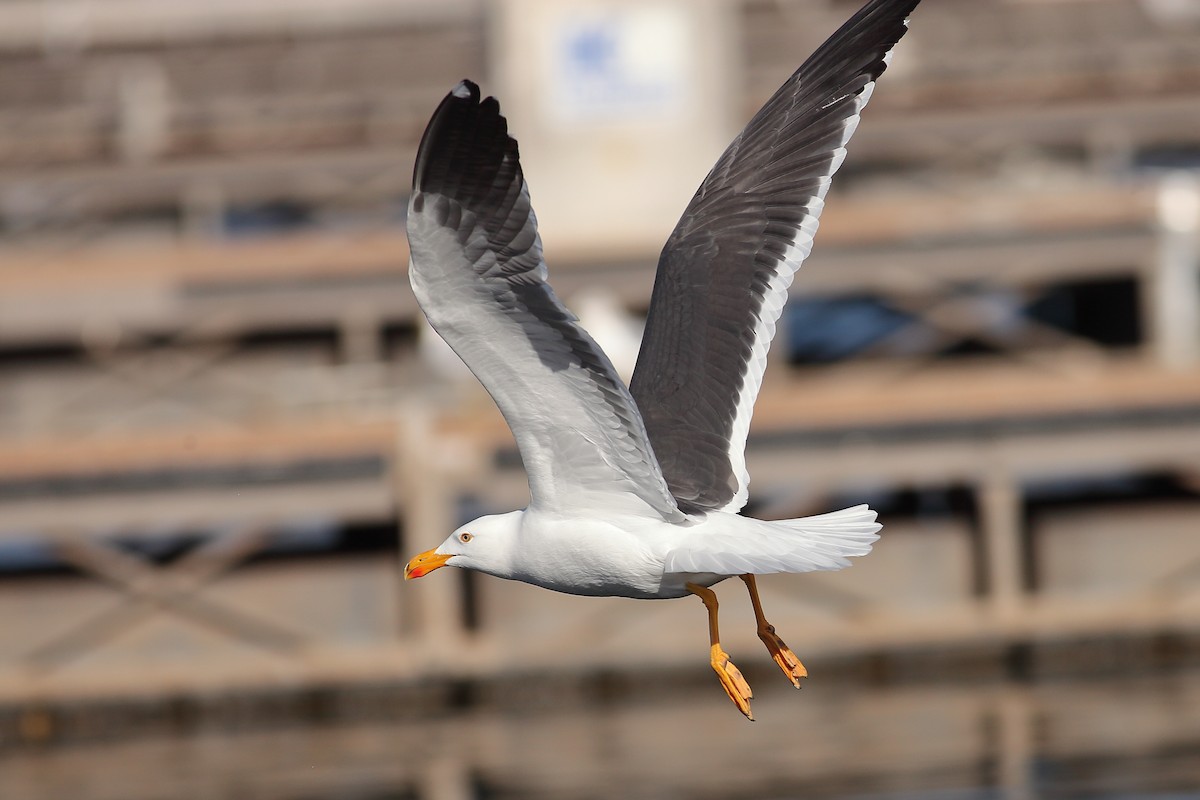 Yellow-footed Gull - ML614679570