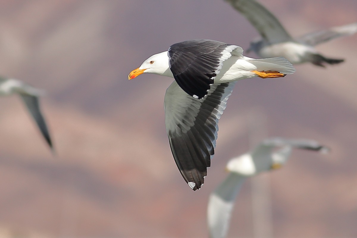 Yellow-footed Gull - ML614679574