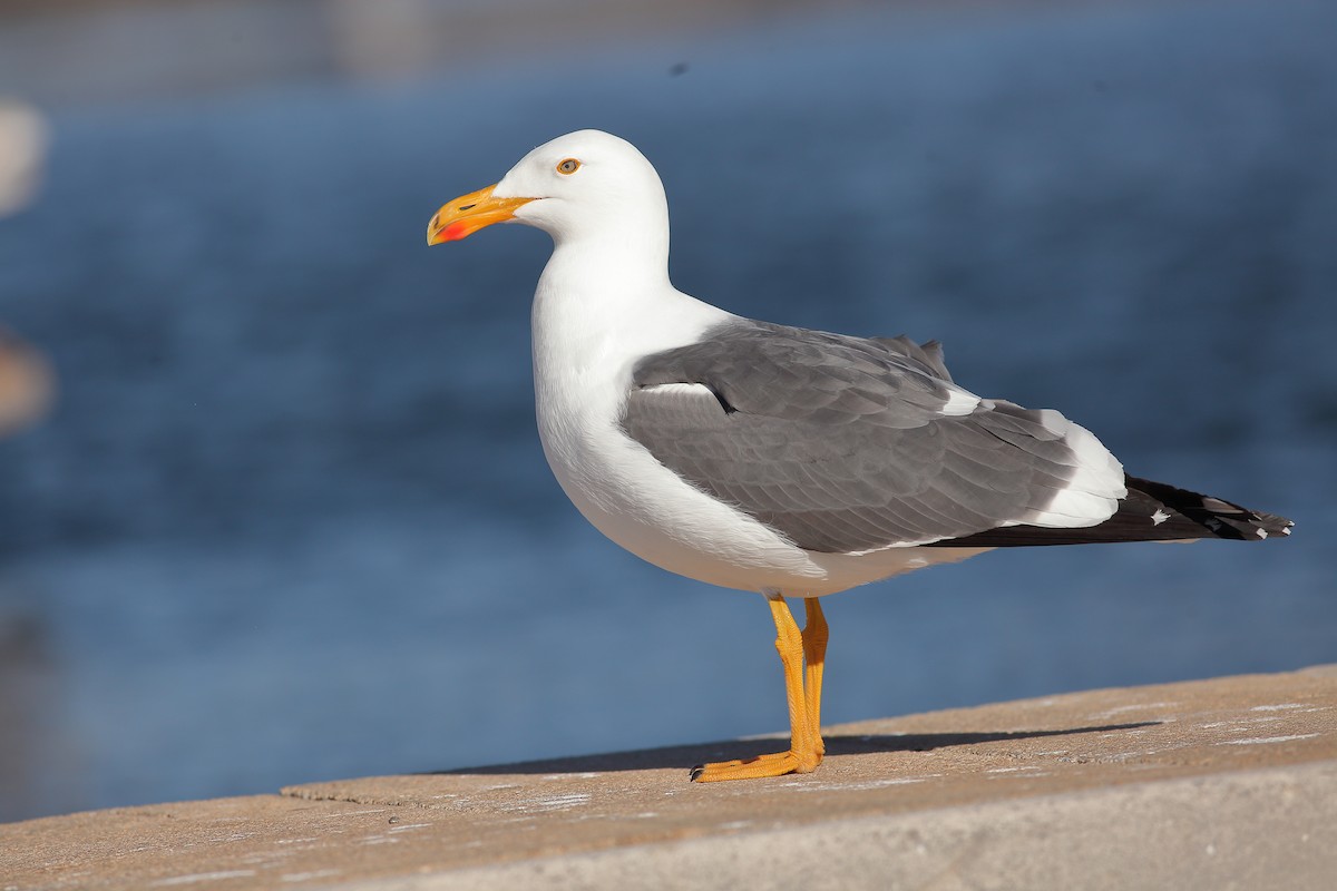 Yellow-footed Gull - ML614679575