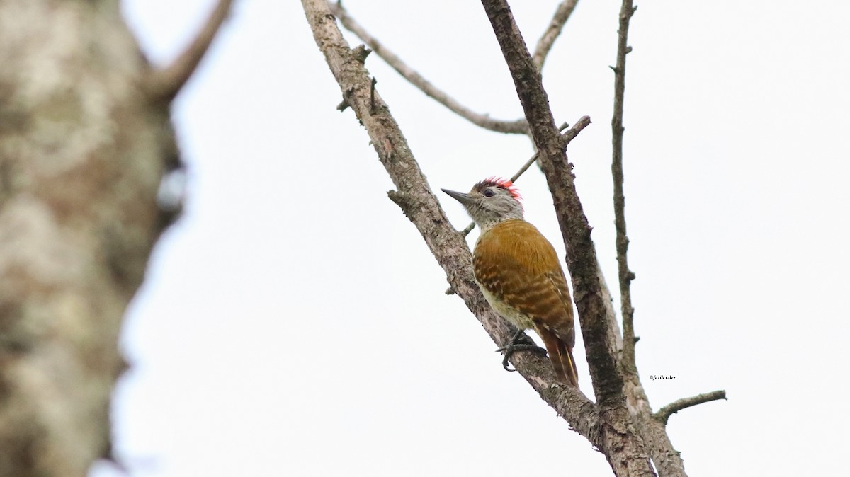 African Gray Woodpecker - Fatih Izler