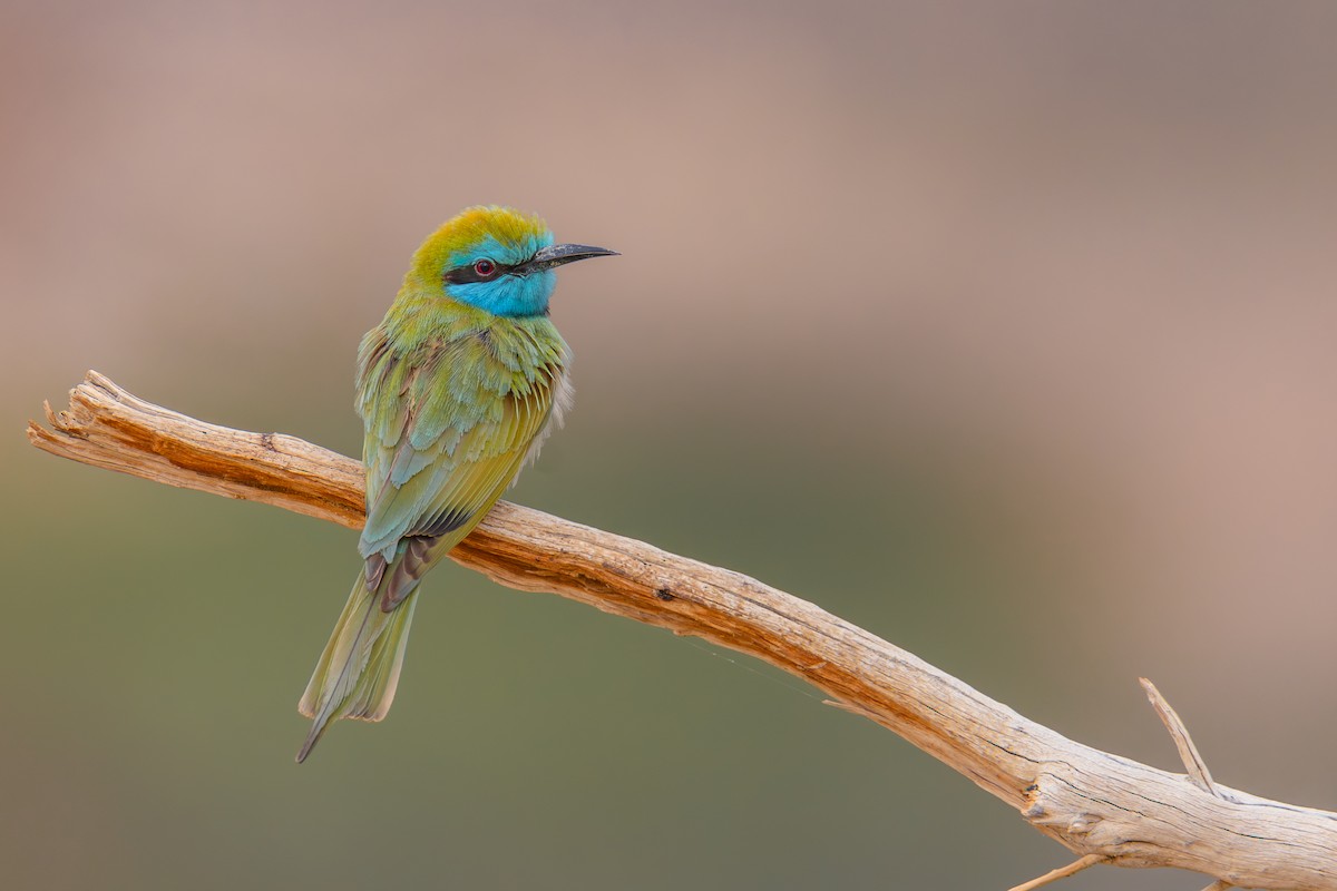 Arabian Green Bee-eater - ML614679783