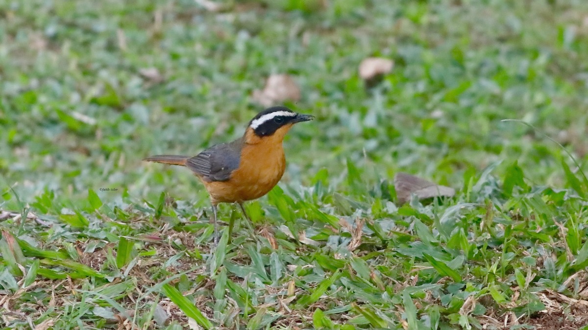 White-browed Robin-Chat - ML614679788