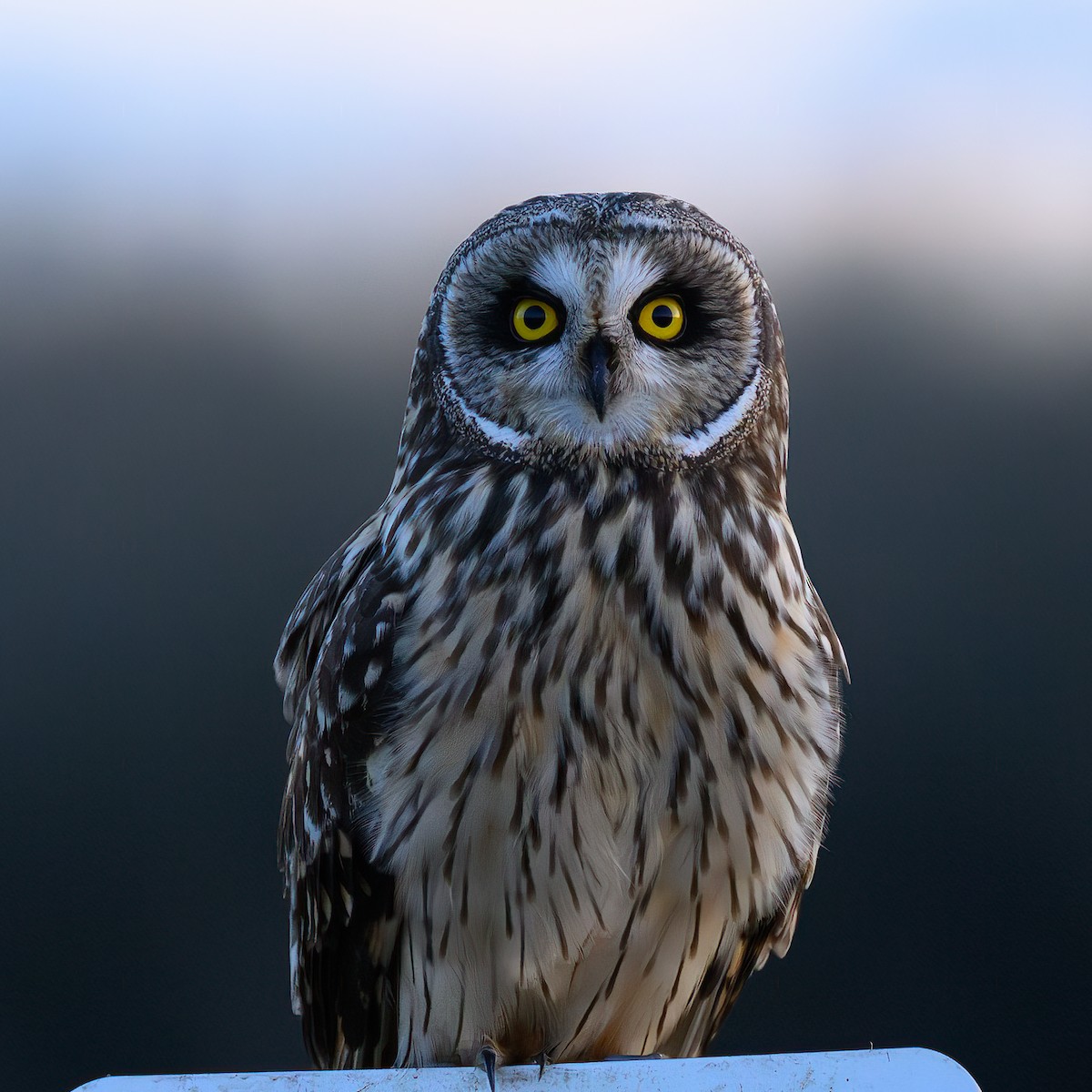 Short-eared Owl - ML614679829