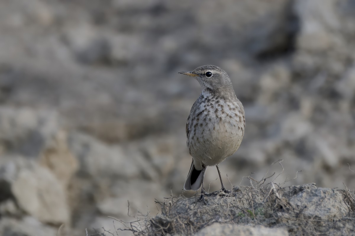 Water Pipit - ML614679905