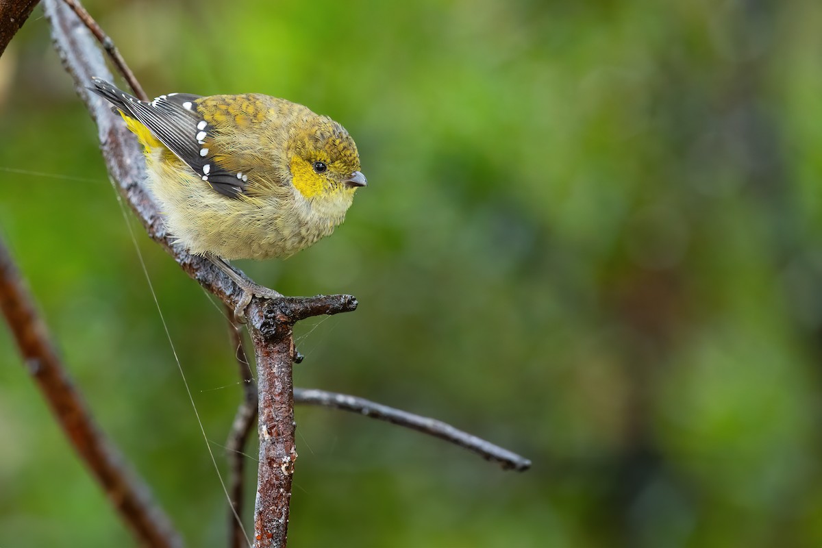 Forty-spotted Pardalote - JJ Harrison