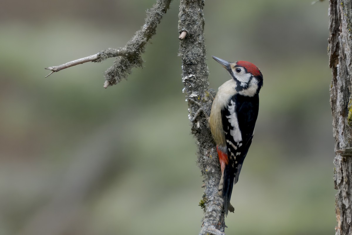 Himalayan Woodpecker - ML614679936