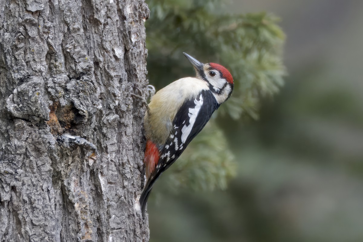 Himalayan Woodpecker - ML614679939