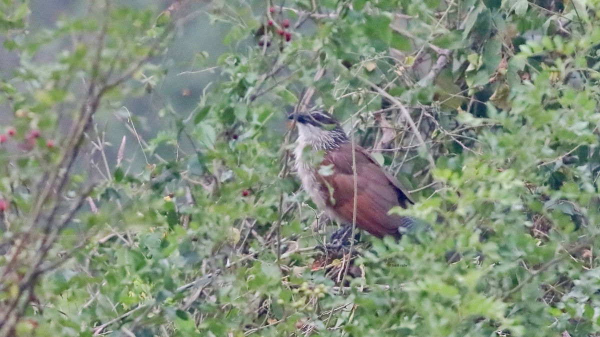 White-browed Coucal - ML614679943