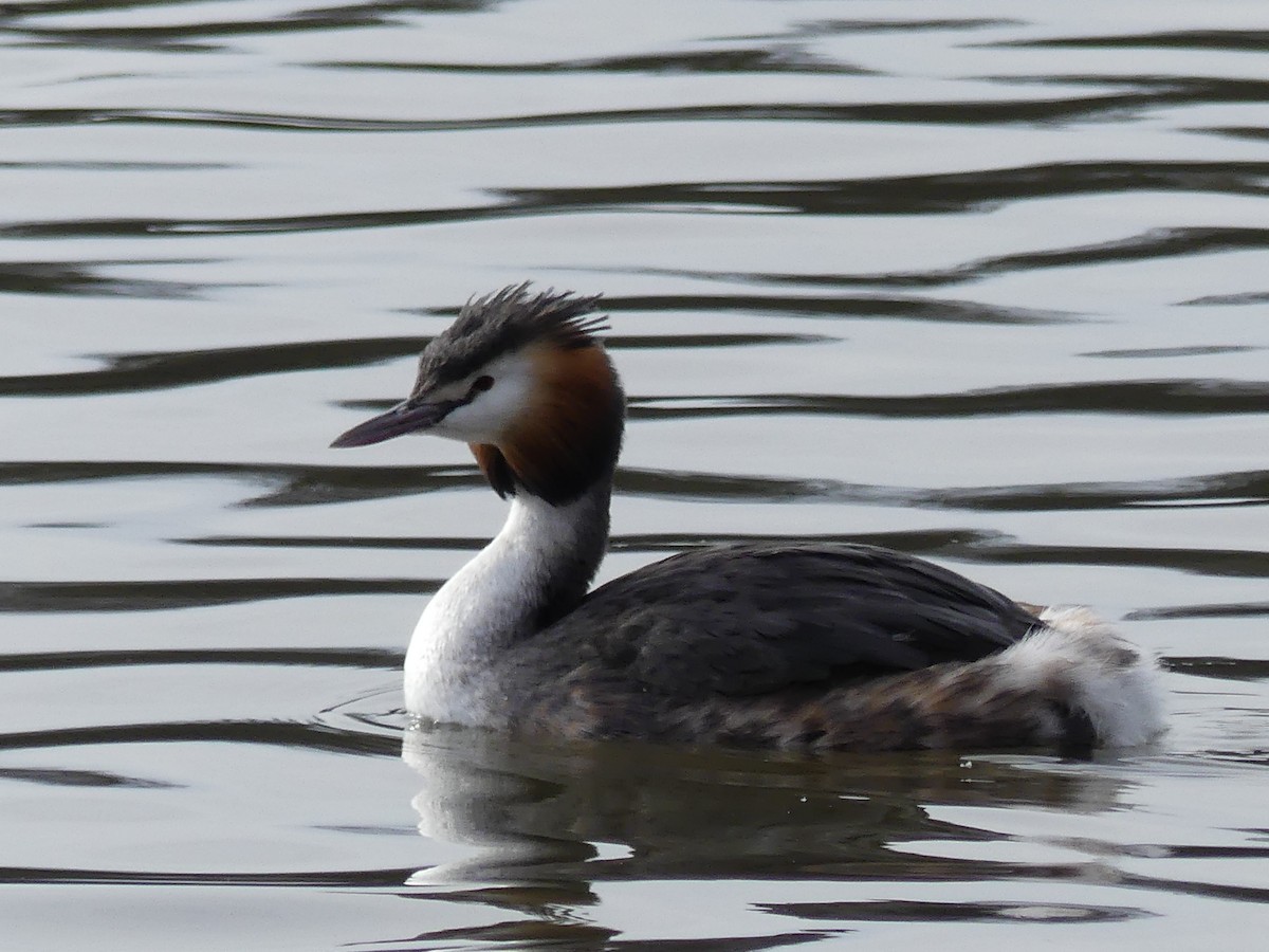 Great Crested Grebe - ML614679972