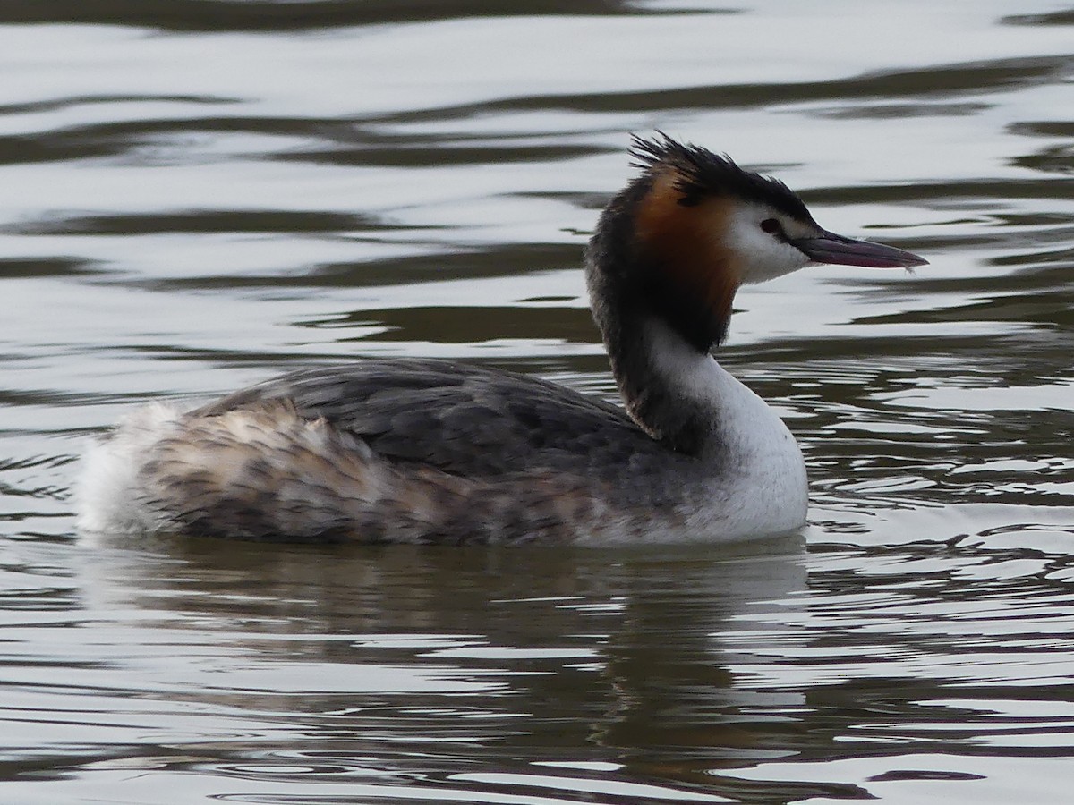 Great Crested Grebe - ML614679973