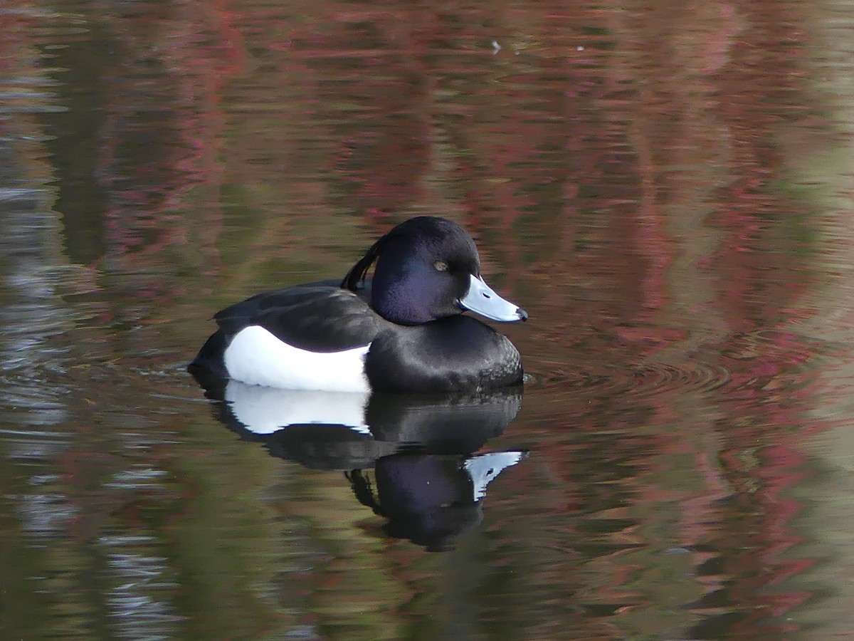 Tufted Duck - ML614679976