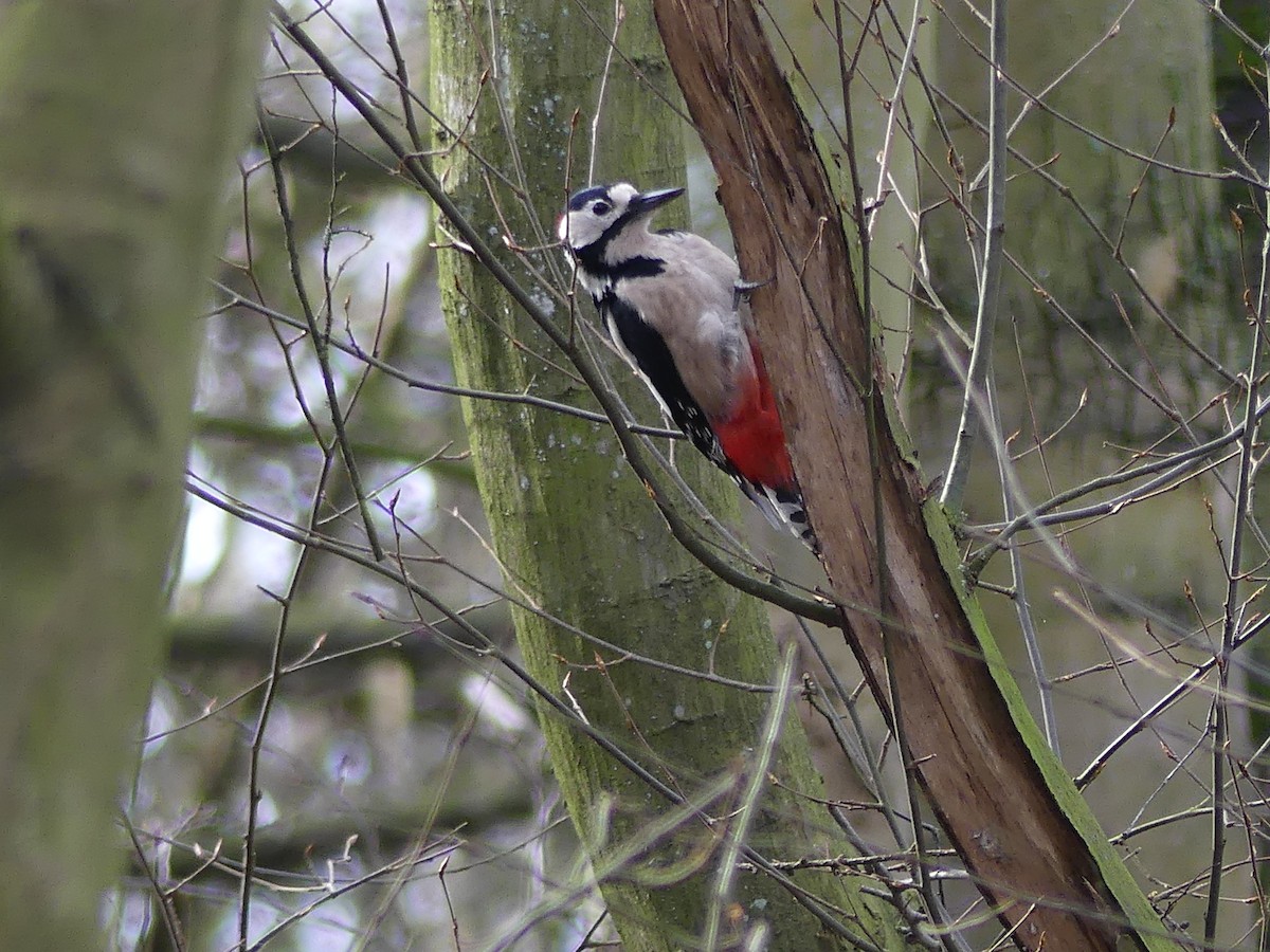 Great Spotted Woodpecker - ML614679991