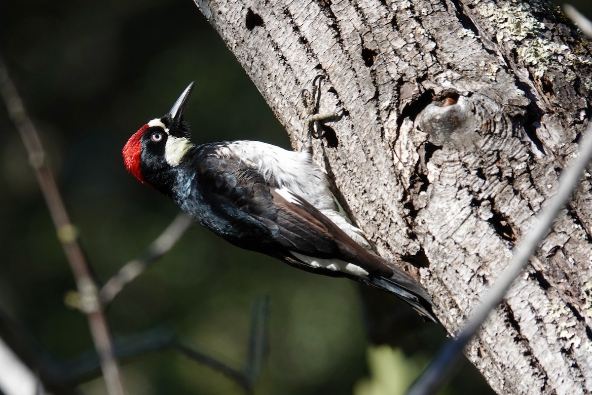 Acorn Woodpecker - ML614680011