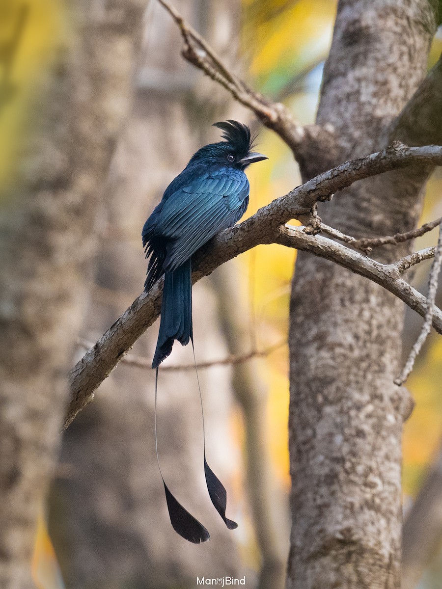 Greater Racket-tailed Drongo - ML614680032