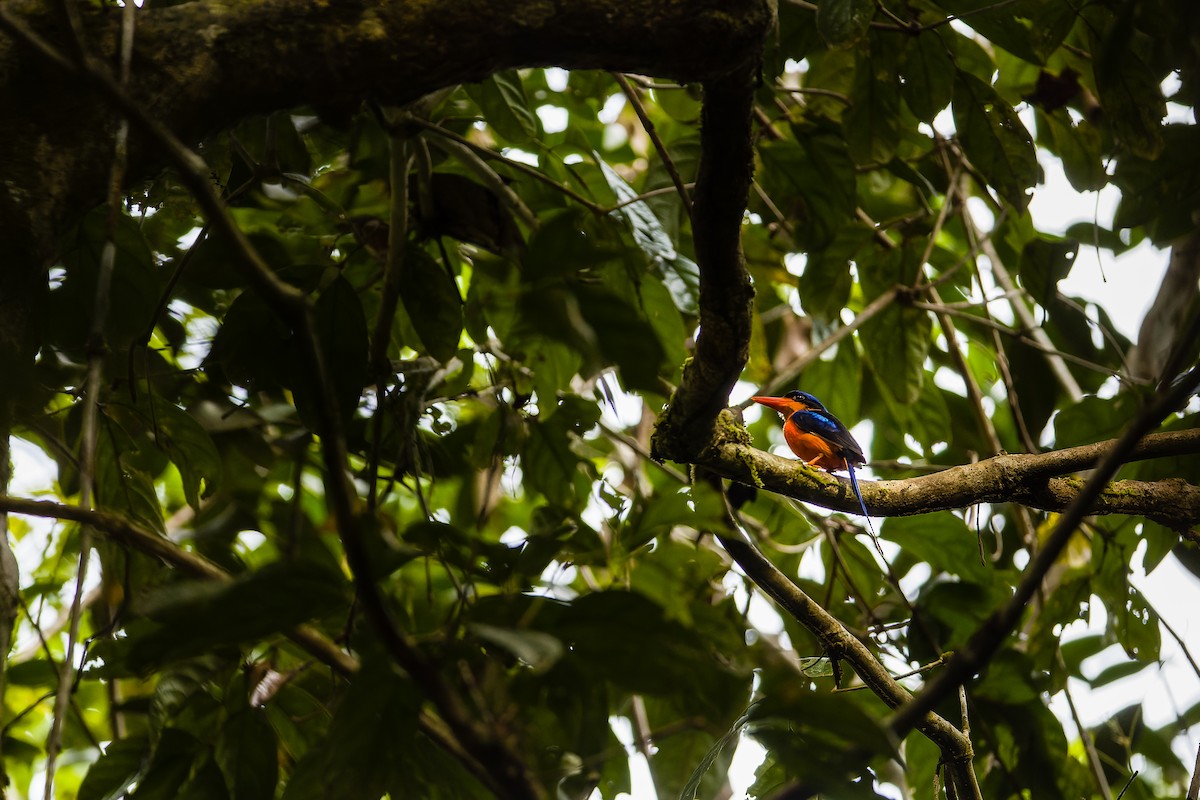 Red-breasted Paradise-Kingfisher - Yves Gisseleire