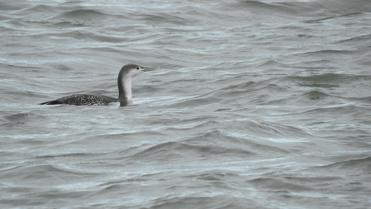 Red-throated Loon - ML614680154