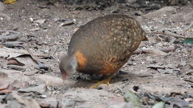 Scaly-breasted Partridge - ML614680158