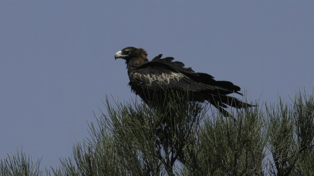 Wedge-tailed Eagle - ML614680322