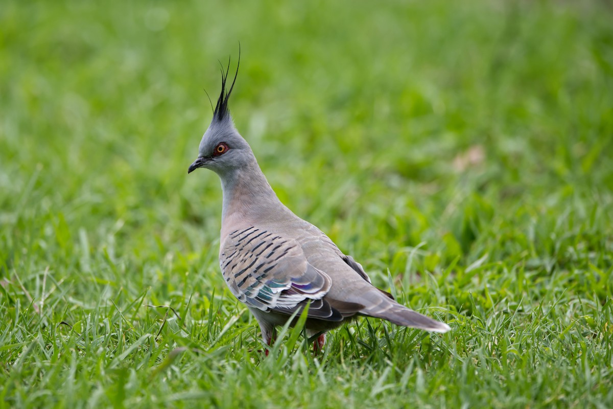 Crested Pigeon - ML614680342