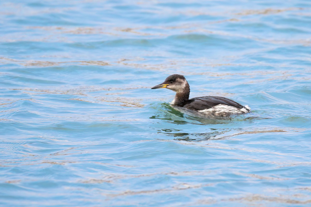 Red-necked Grebe - ML614680388
