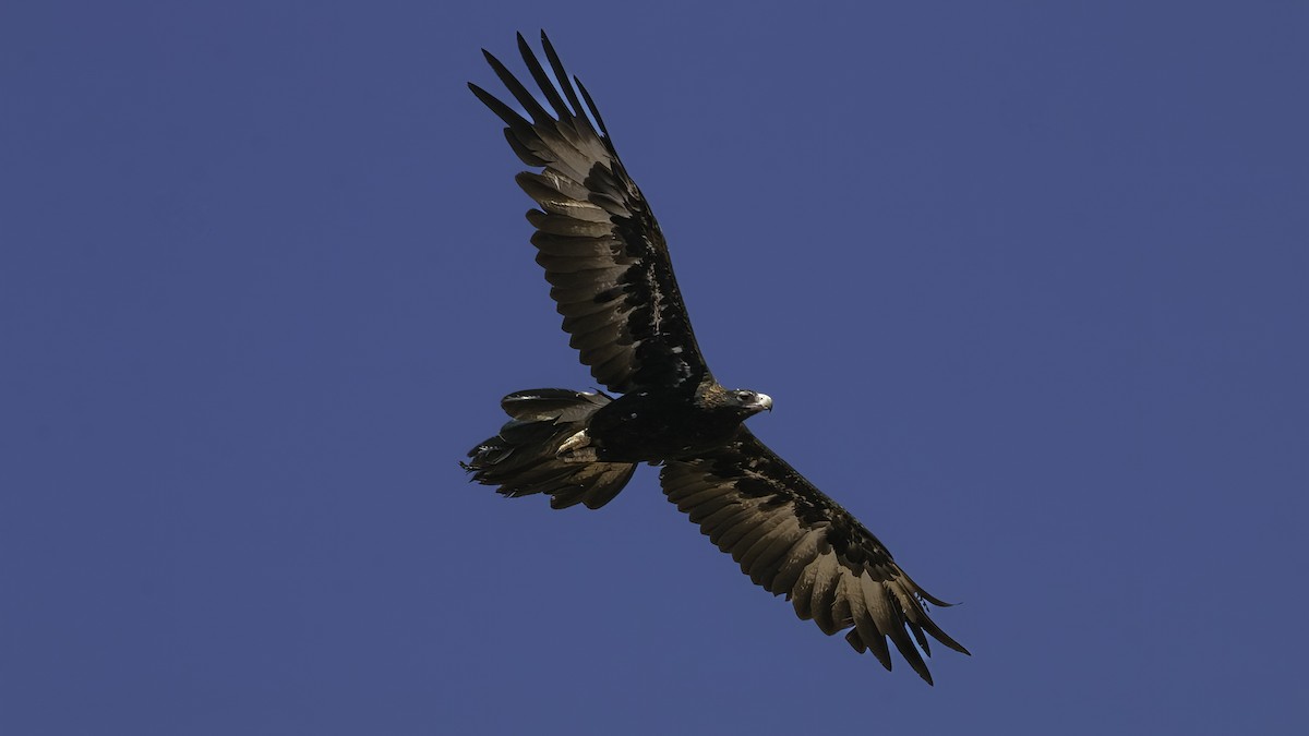 Wedge-tailed Eagle - ML614680559