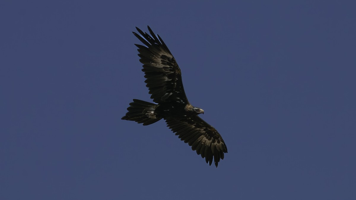 Wedge-tailed Eagle - ML614680600