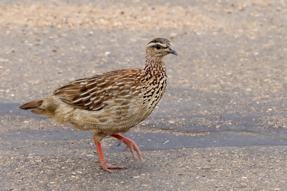 Crested Francolin (Crested) - Niall D Perrins