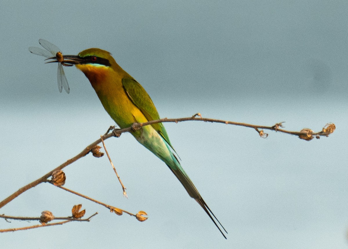 Blue-tailed Bee-eater - ML614680716