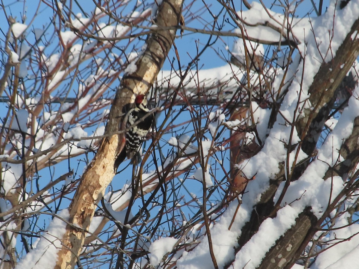 Great Spotted Woodpecker - EIZI CHIBA