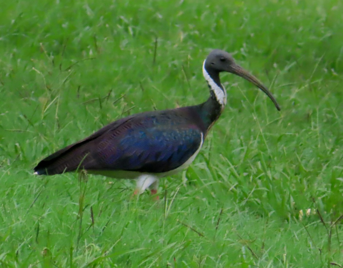 ibis slámokrký - ML614680892