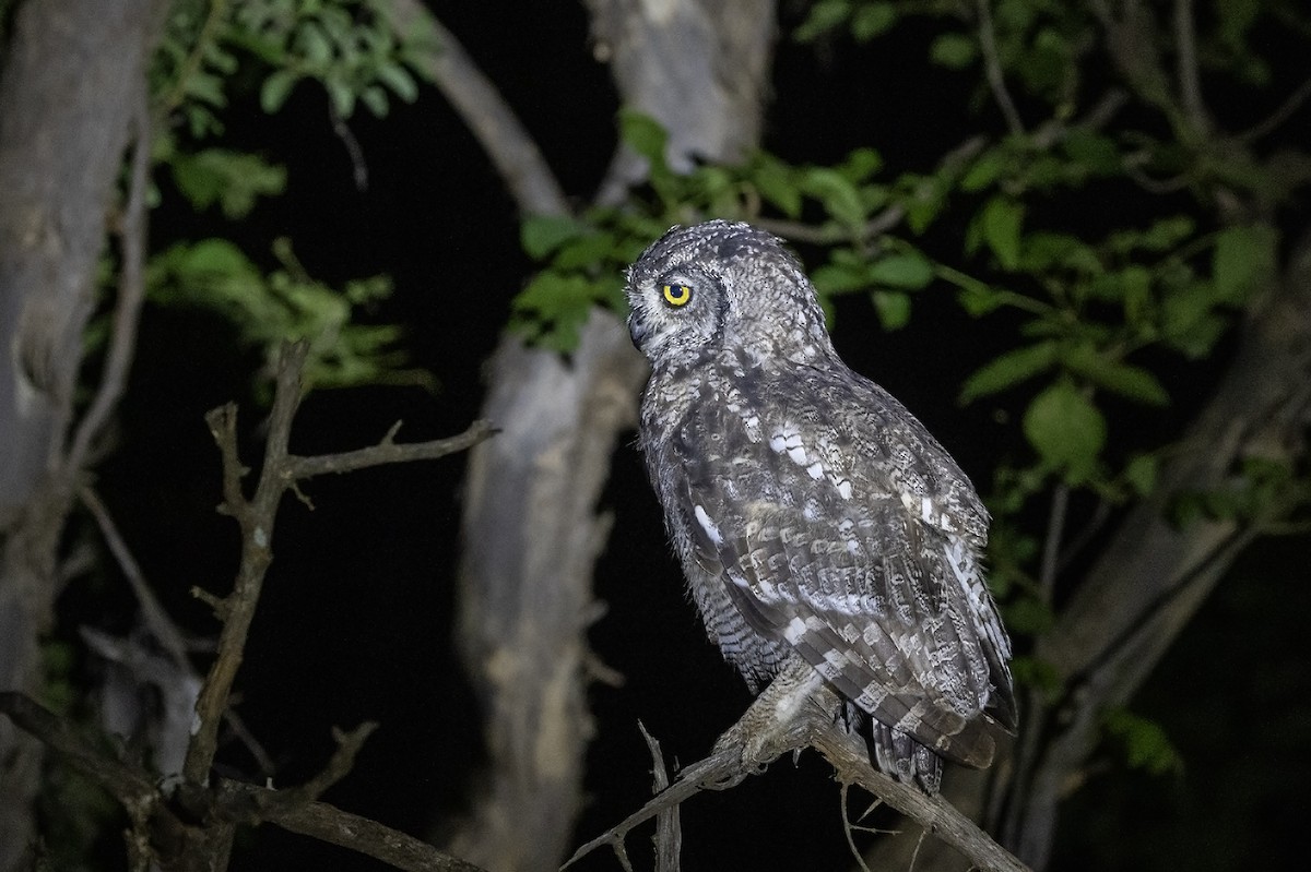 Spotted Eagle-Owl - Niall D Perrins