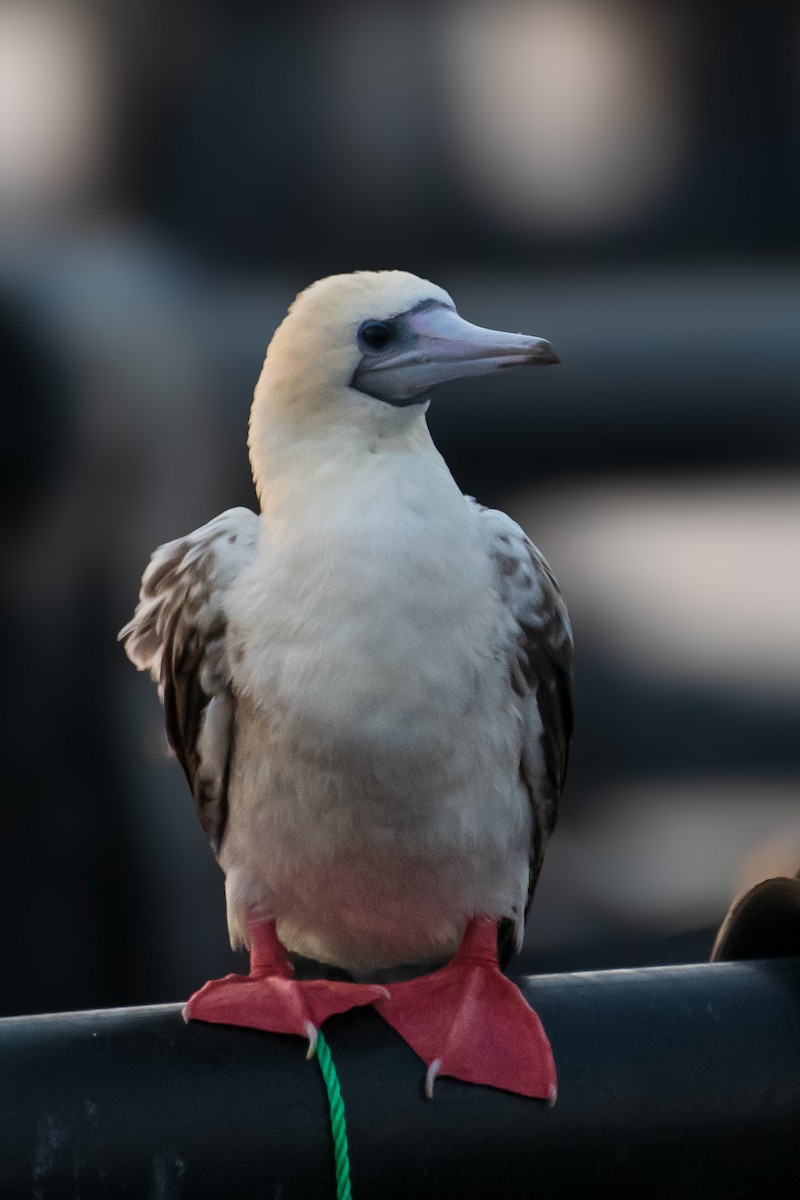 Red-footed Booby - ML614681161